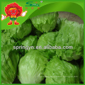 Chinoise gonflable chinoise en romaine iceberg lettuce